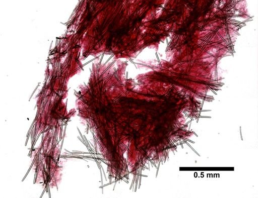 Crellidae