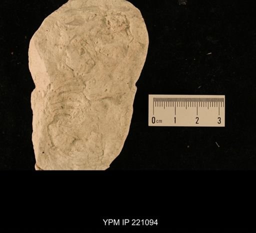 Euphoberia sp.