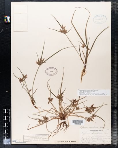 Cyperus rivularis