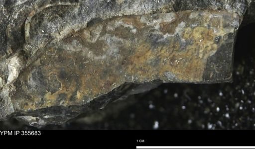 undet. Mollusca