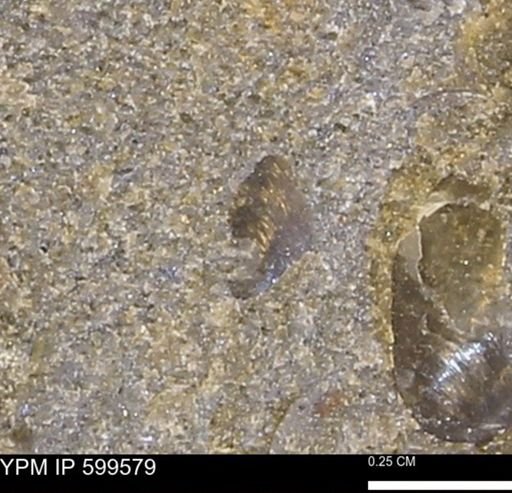 Protocardia subquadrata