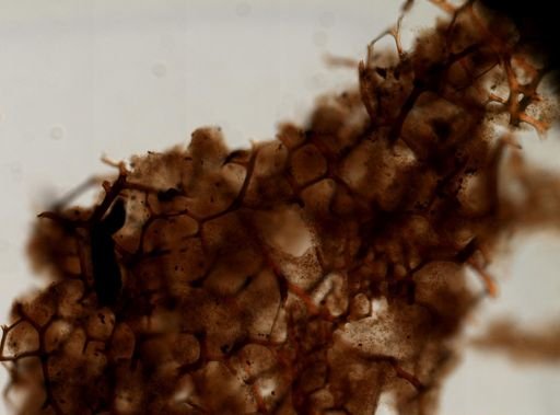 cf. Polyfibrospongia