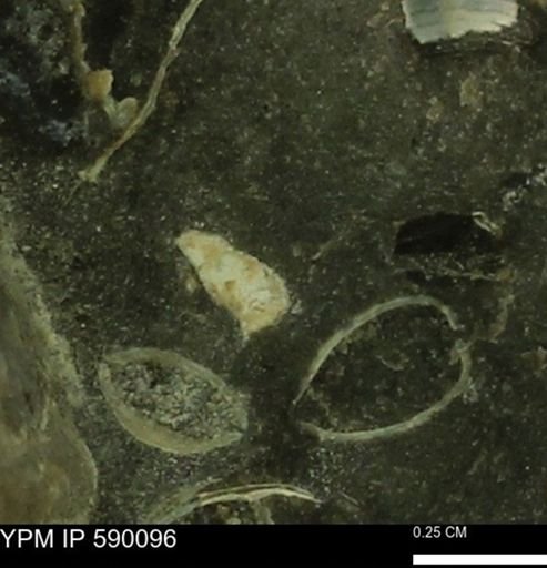 Bryozoa?