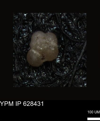 undet. Foraminiferida
