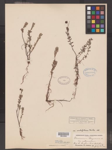 Vaccinium oxycoccos var. ovalifolium