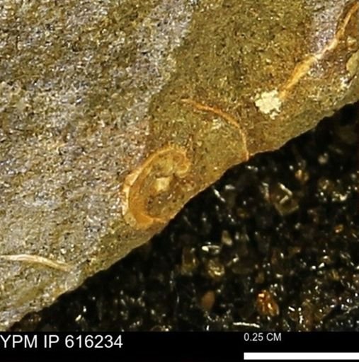 undet. Gastropoda
