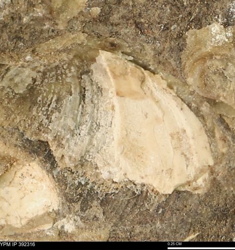 Protocardia subquadrata