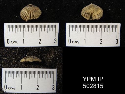 Rhynchopora sp.
