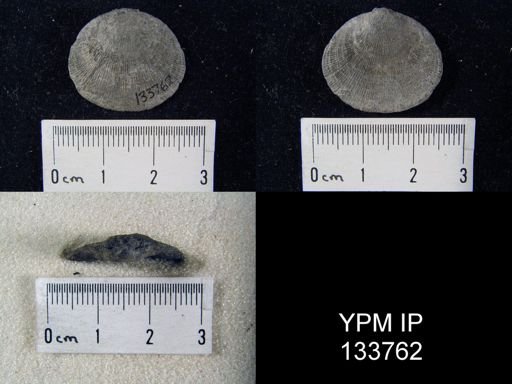 Rhipidomella vanuxemi
