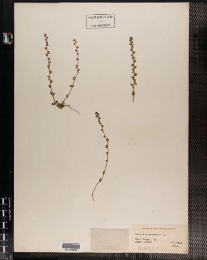 Plantae