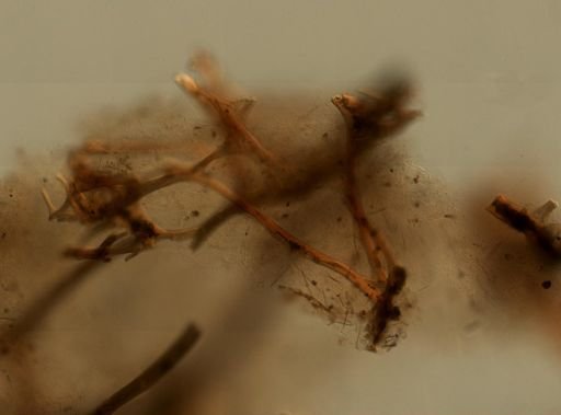 Sarcotragus fasciculatus