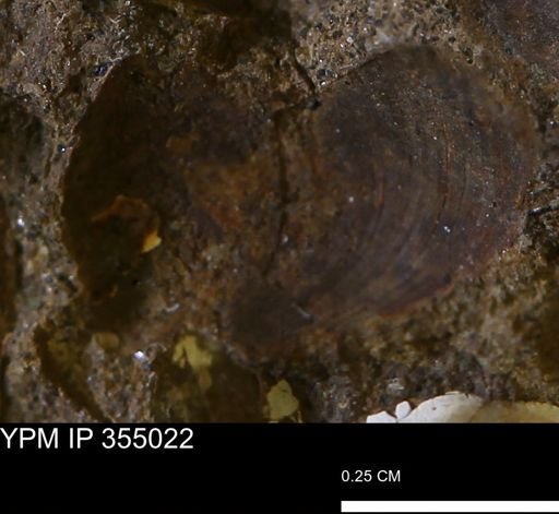 Limopsis sp.