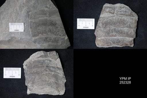 undet. Eurypterida