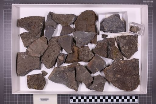 mixed taxa, stratigraphic collection