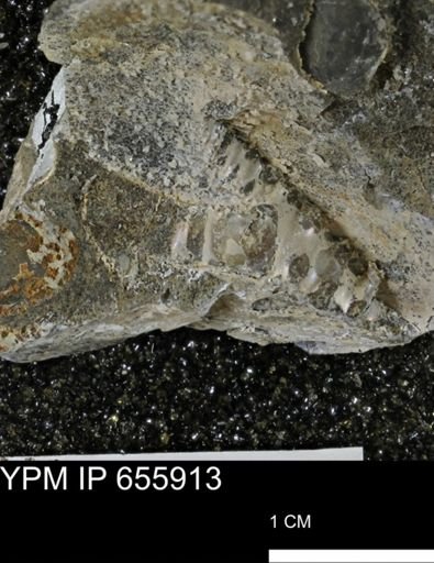 undet. Sphenodiscidae