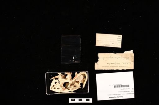 Chelydra serpentina