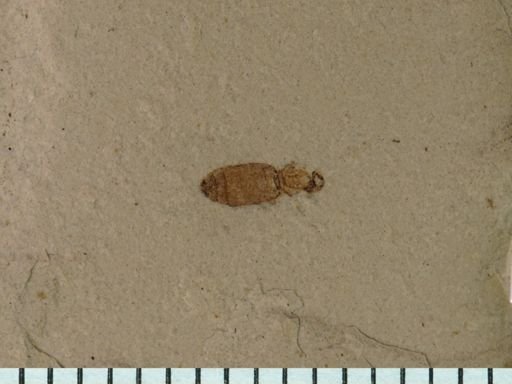 Diptera?