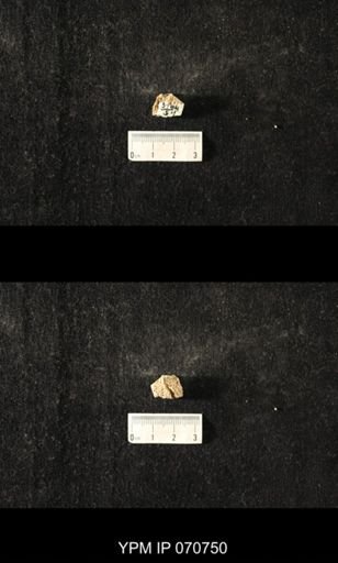 Favosites sp.