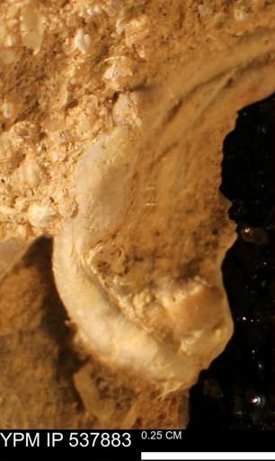 undet. Serpulidae