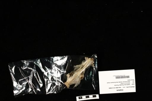 Urophycis