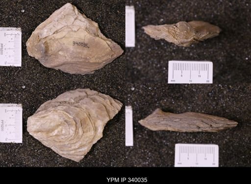 Ostrea glabra wyomingensis