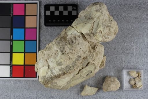 Merycoidodon sp.