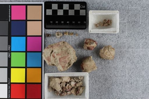 Hesperocyon gregarius