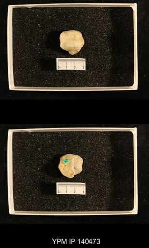 Productus (Dictyoclostus) sp.