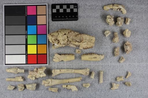 Mesohippus bairdi