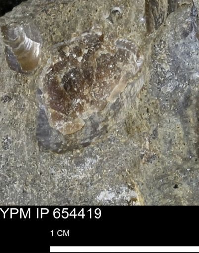 Mollusca