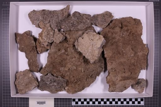 mixed taxa, stratigraphic collection