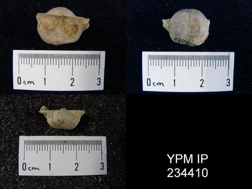 Marginifera splendens