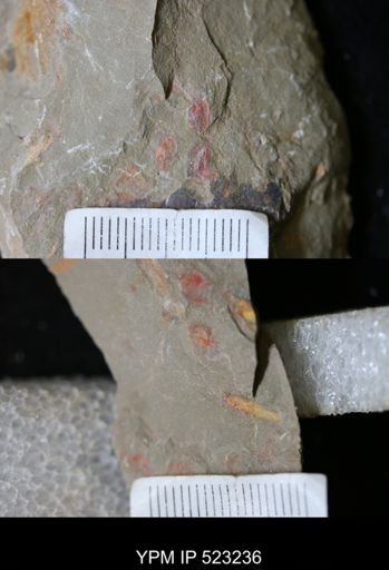 undet. Arthropoda