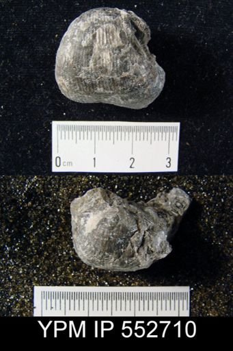 Pustula sp.