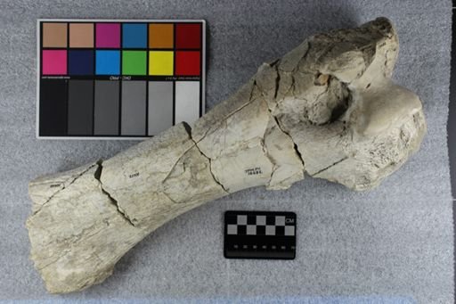 Titanotherium sp.