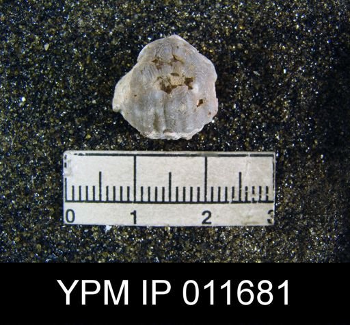 Marginifera whitei