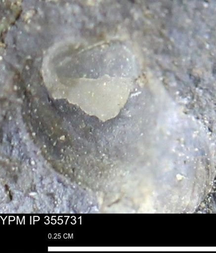 undet. Bivalvia