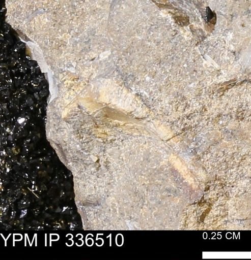 undet. Mollusca