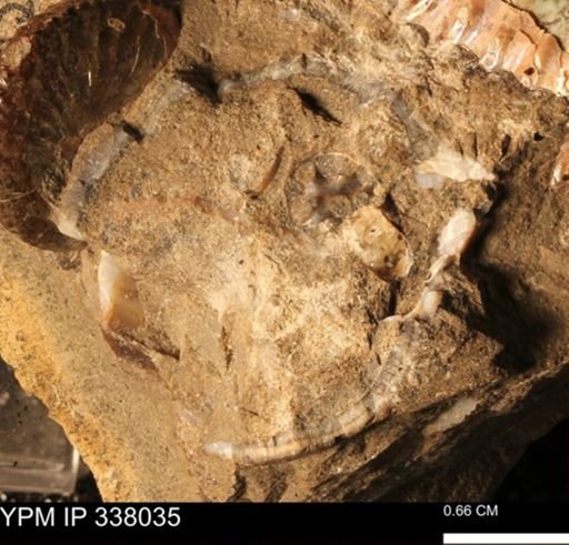 undet. Ammonoidea