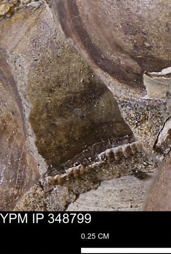 undet. Bivalvia