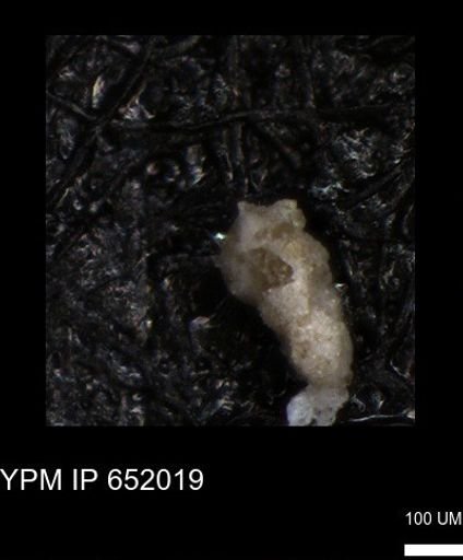 undet. Foraminiferida