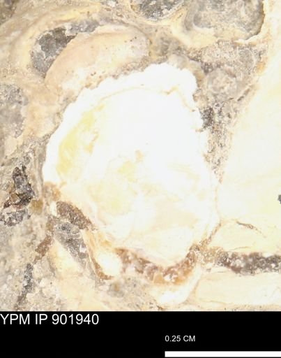 undet. Mollusca