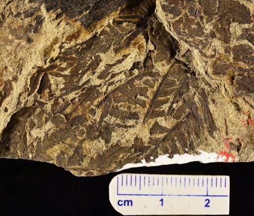 Cladophlebis methowensis