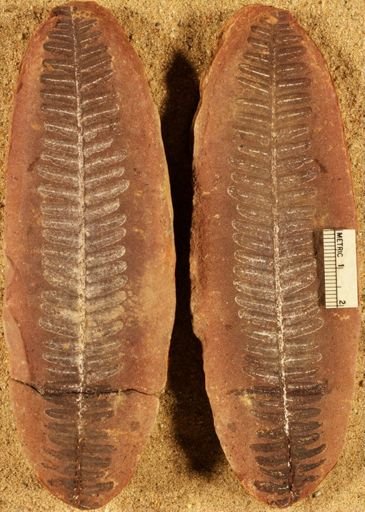 Pecopteris