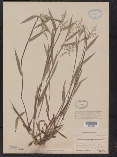Panicum oligosanthes