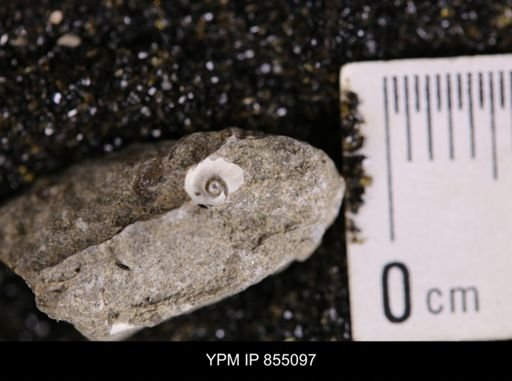 undet. Scaphitidae