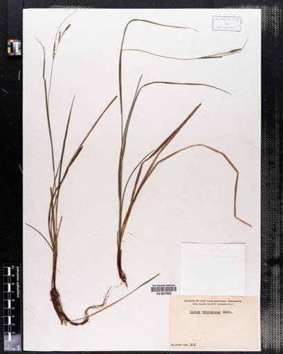Carex virescens