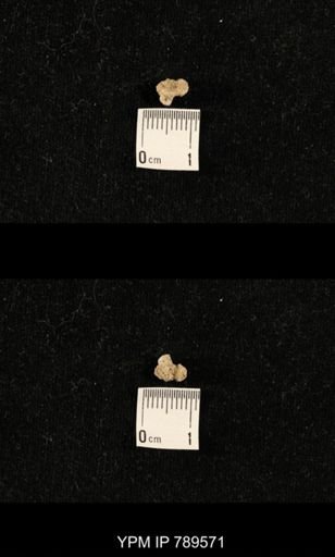 undet. Bryozoa