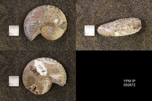 Discoscaphites gulosus