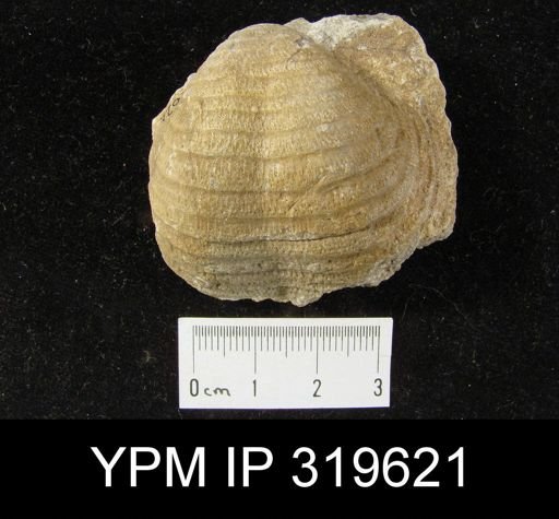 Echinoconchus alternatus